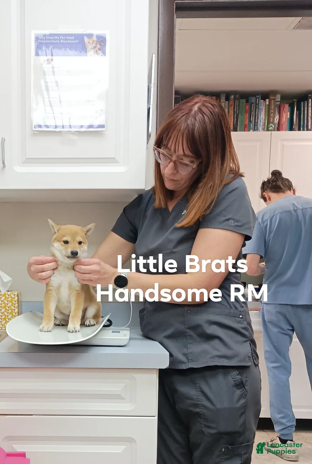 Shiba Inu dogs for sale: Red M - Ad 1