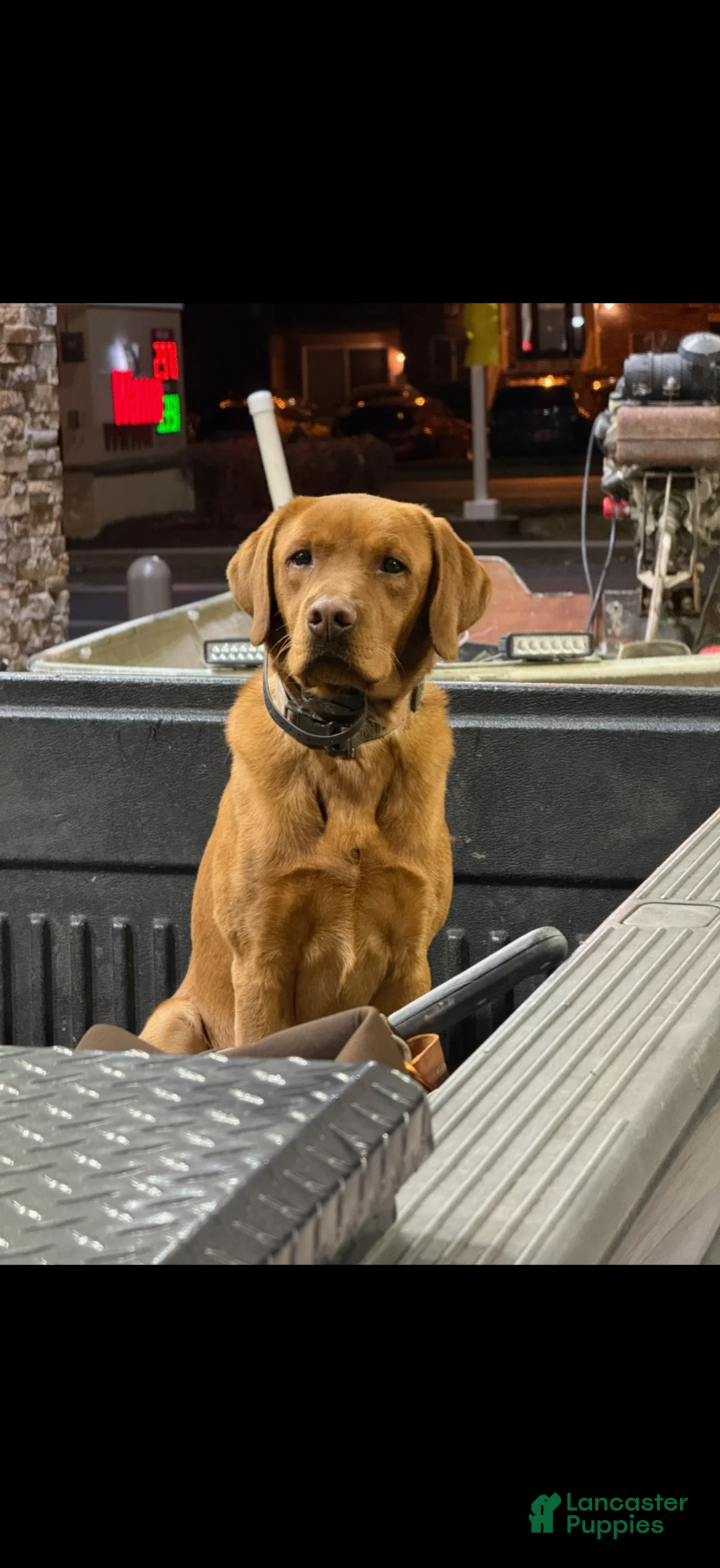 Labrador Retriever dogs for sale: Labrador Retriever Puppy 5 - Ad 5