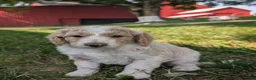 Goldendoodle dogs for sale: Chloe  - Ad 2