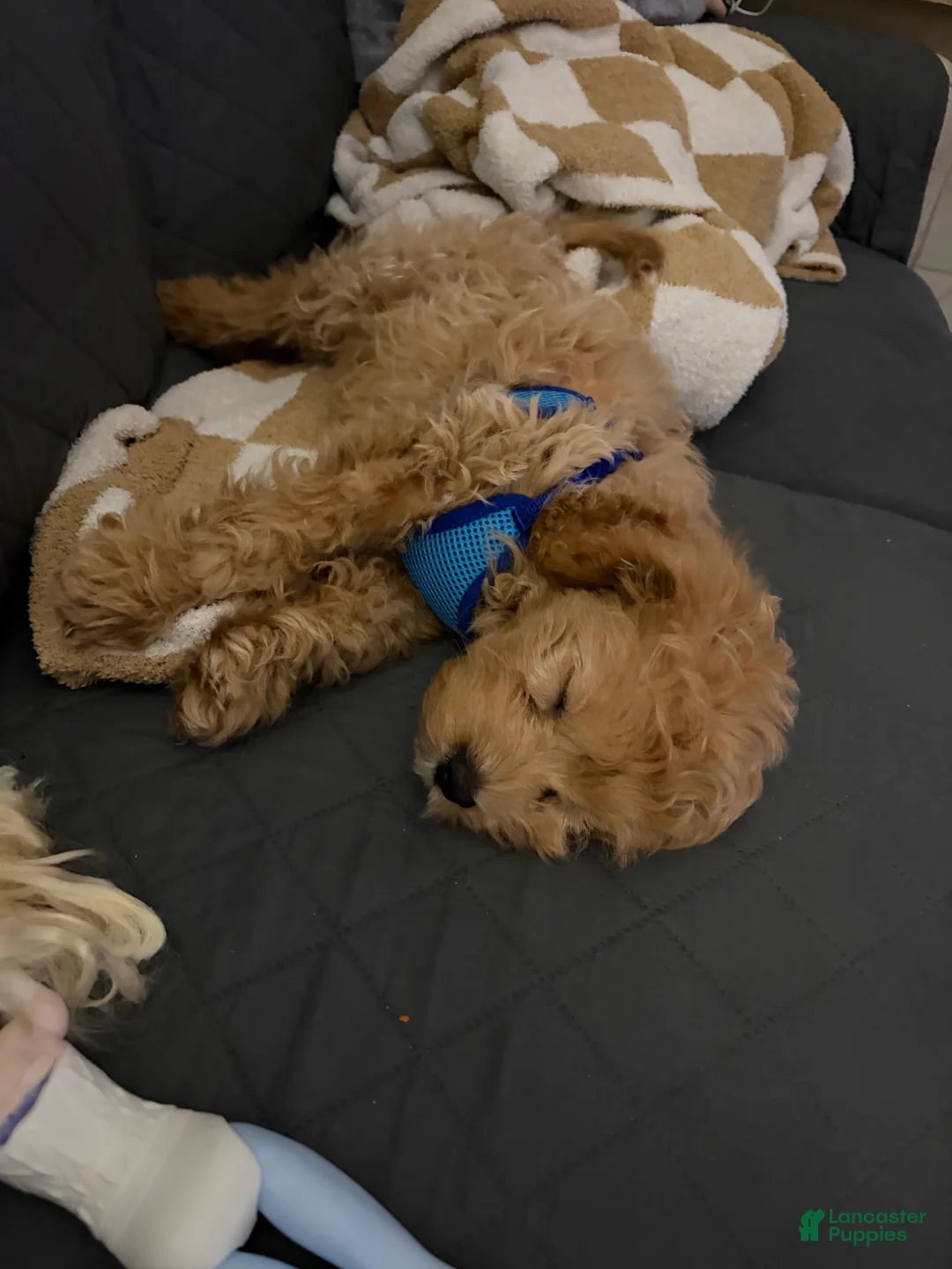 Cavapoo dogs for sale: Cavapoo Puppy 1 - Ad 3