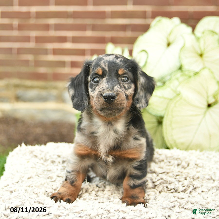 Miniature Dachshund dogs Charlie  - Ad 2