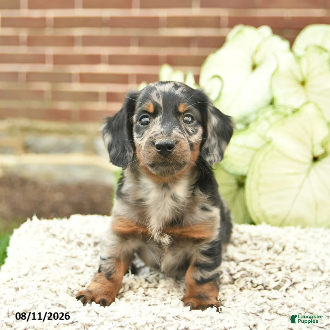 Miniature Dachshund dogs for sale: Charlie  - Ad 2