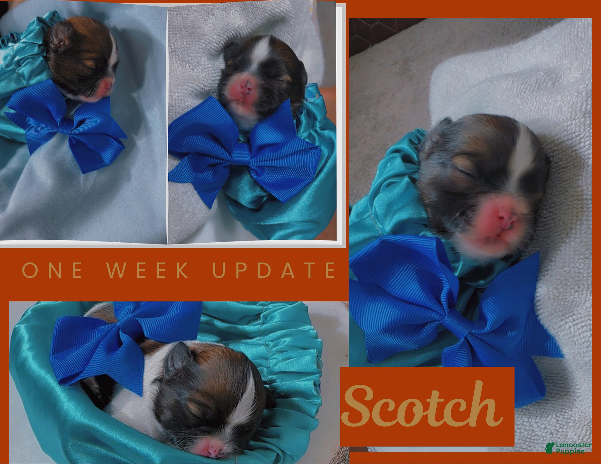 Shih Tzu dogs Scotch - Ad 31