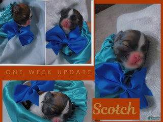 Shih Tzu dogs Scotch - Ad 37