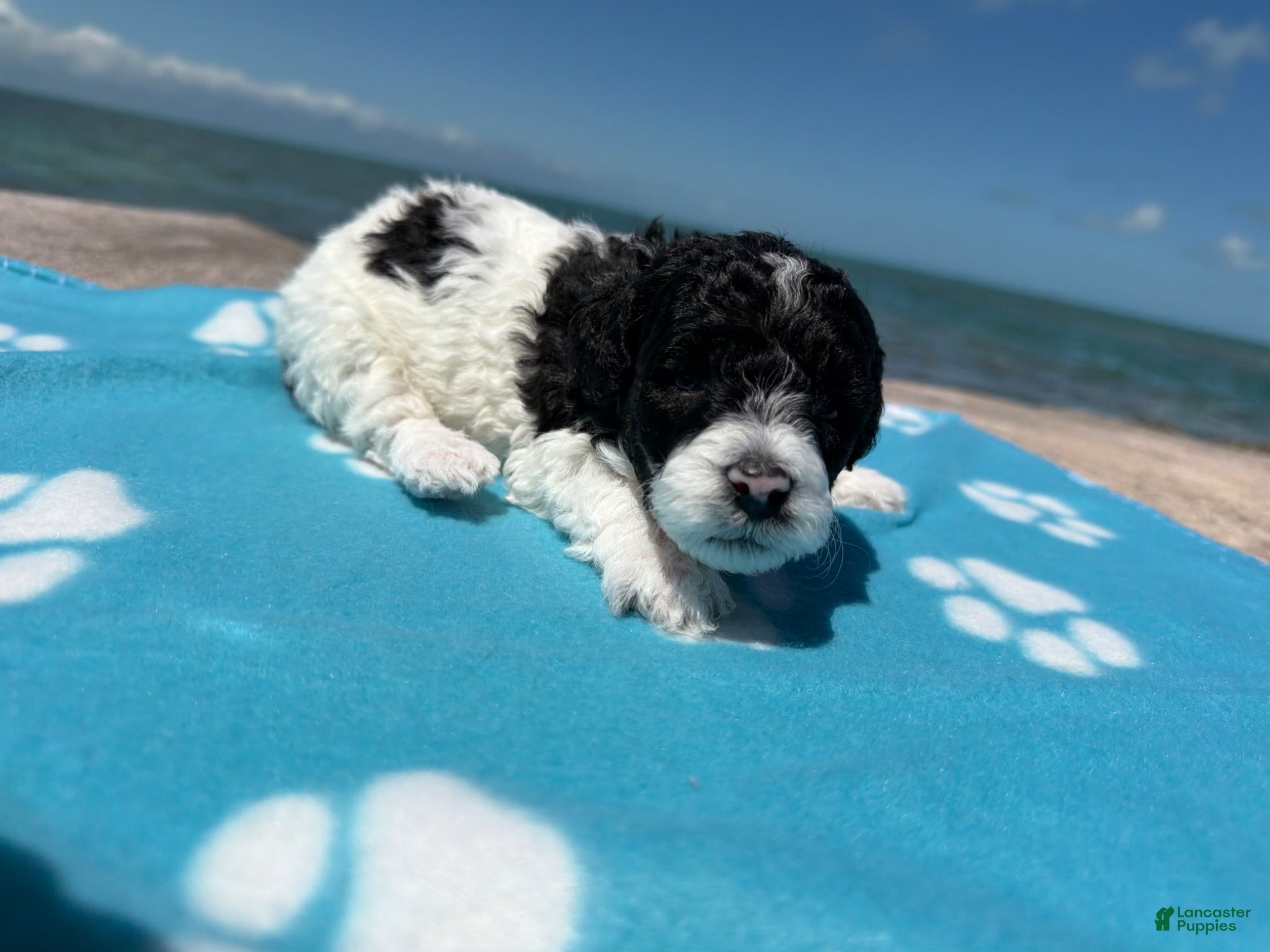 Miniature Poodle dogs Miniature Poodle Pink - Ad 1