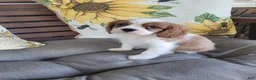 Cavalier King Charles Spaniel dogs for sale: Fredrick - Ad 3