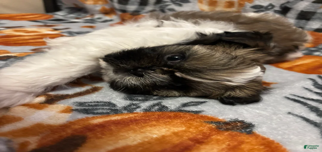 Gallery Image {{count}}