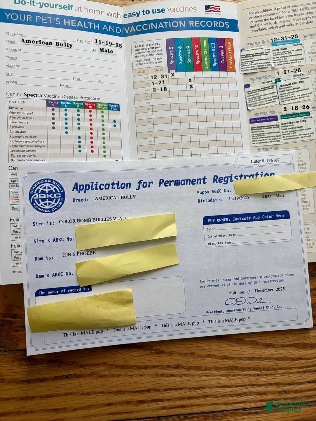 American Bully dogs for sale: American Bully Puppy 1 - Ad 1