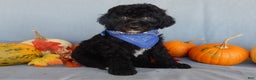 Sheepadoodle dogs for sale: Panda (medium) - Ad 49