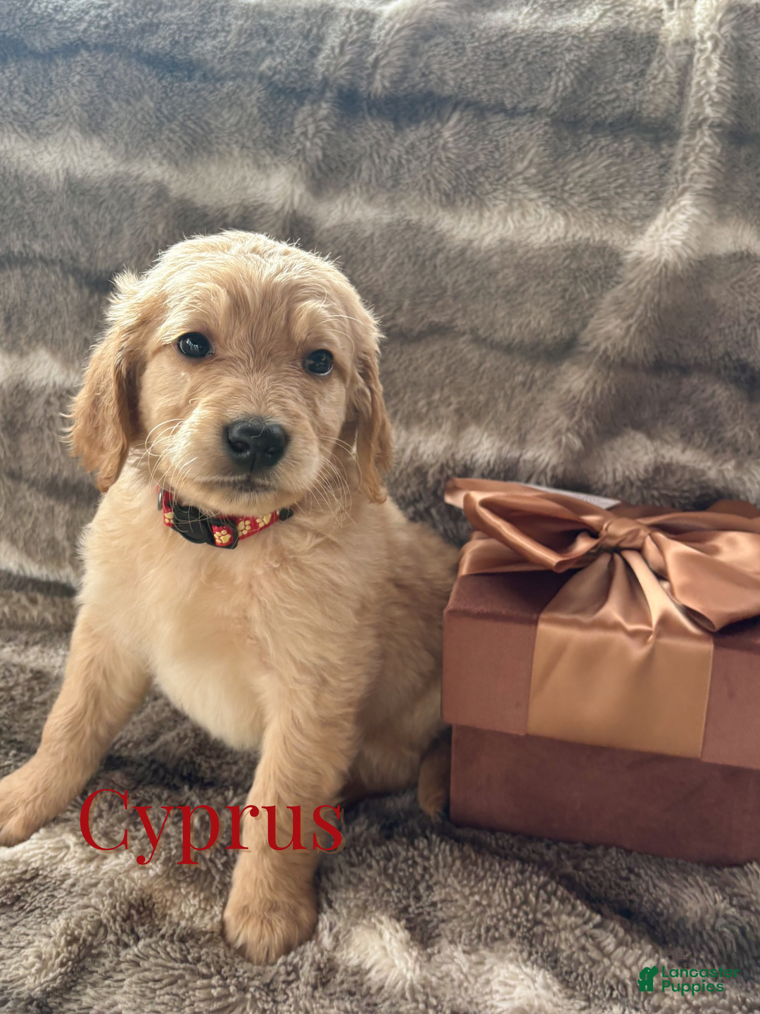 Goldendoodle dogs for sale: Cyprus - Ad 1