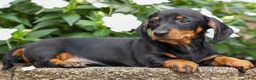 Miniature Dachshund dogs for sale: Iggy🐶  - Ad 6