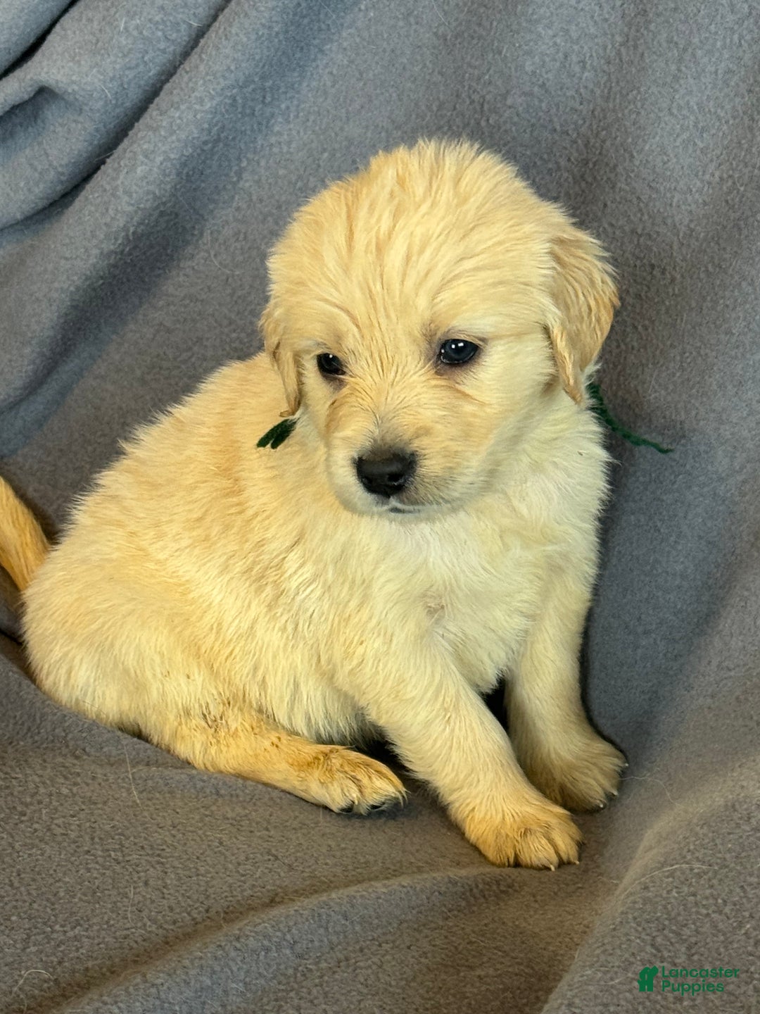 Golden Retriever dogs for sale: Green male -Penny  - Ad 3