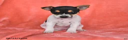 Rat Terrier dogs for sale: Flicka - Ad 1