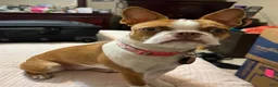 Boston Terrier dogs for sale: Dusty - Ad 8