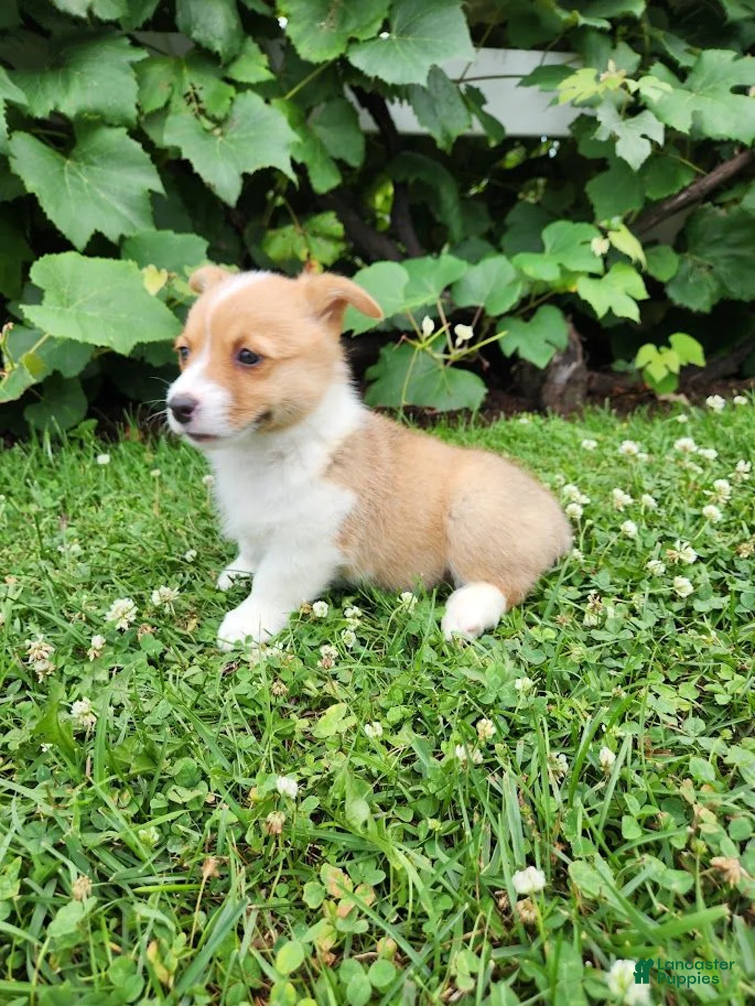 Welsh Corgi Pembroke dogs for sale: Abby - Ad 1