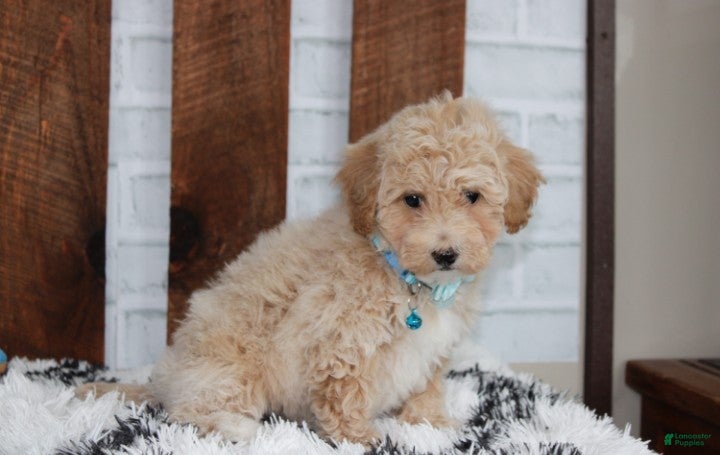 Bichpoo dogs Rio - Ad 2