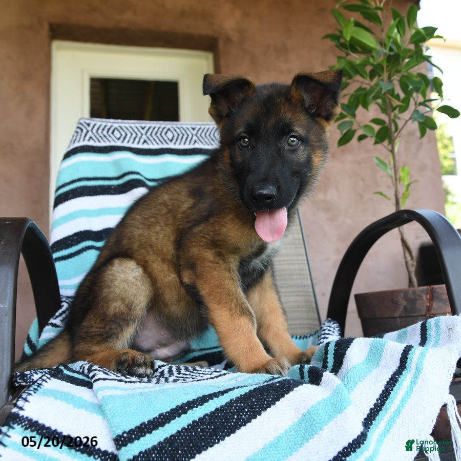 German Shepherd dogs for sale: Galileo - Ad 4