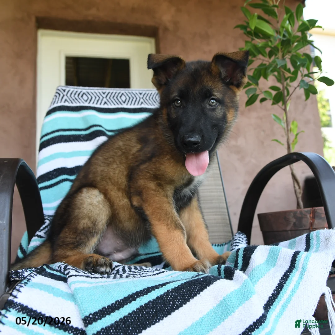 German Shepherd dogs for sale: Galileo - Ad 1