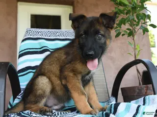 German Shepherd dogs for sale: Galileo - Ad 4