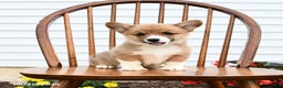 Welsh Corgi Pembroke dogs for sale: Bear - Ad 3
