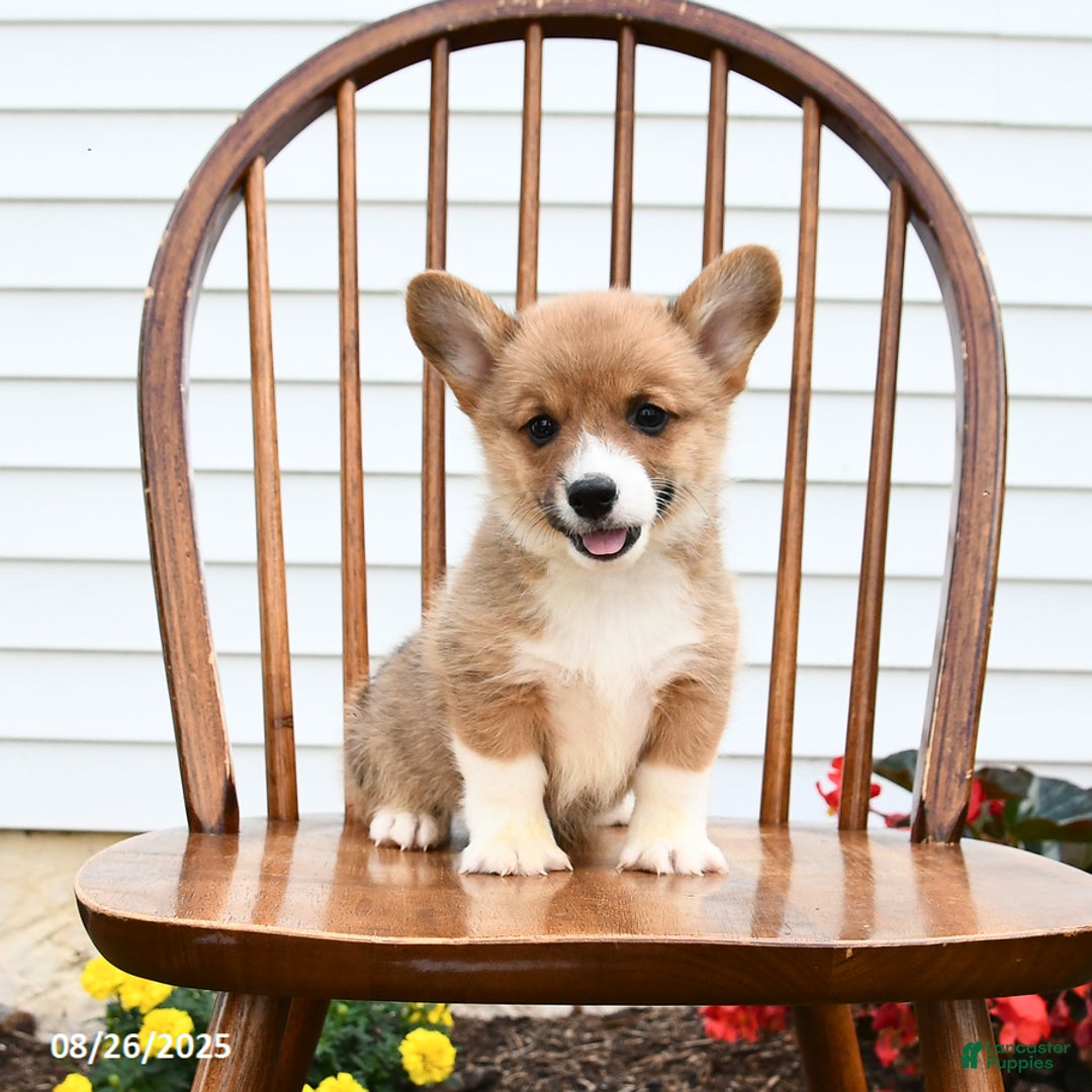 Welsh Corgi Pembroke dogs for sale: Bear - Ad 3