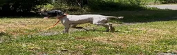 Cockapoo dogs for sale: Buddy - Ad 13