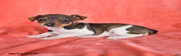Rat Terrier dogs for sale: Tori - Ad 2