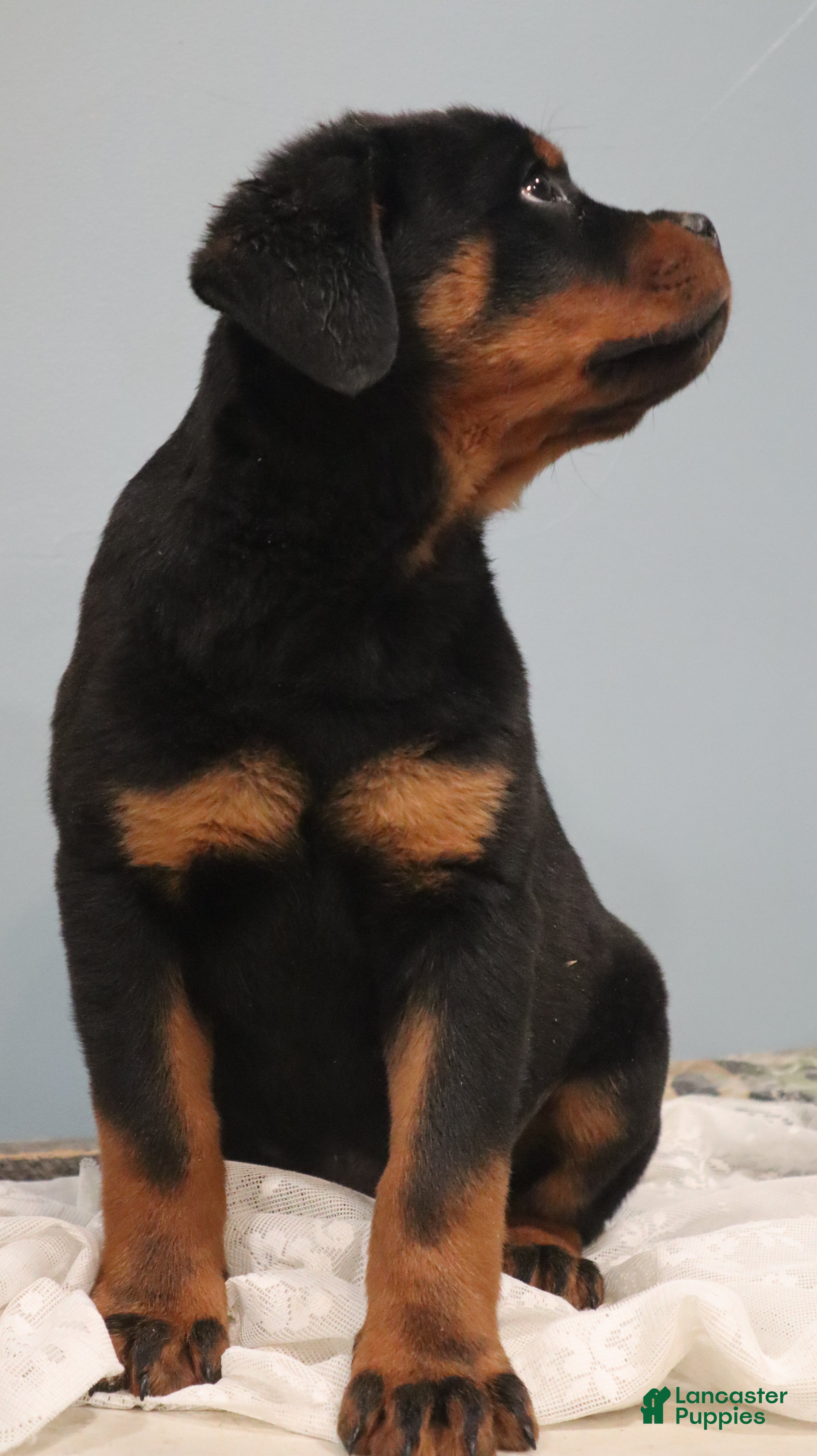 Rottweiler dogs Argus - Ad 2