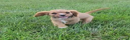 Cavalier King Charles Spaniel dogs for sale: KitKat - Ad 4