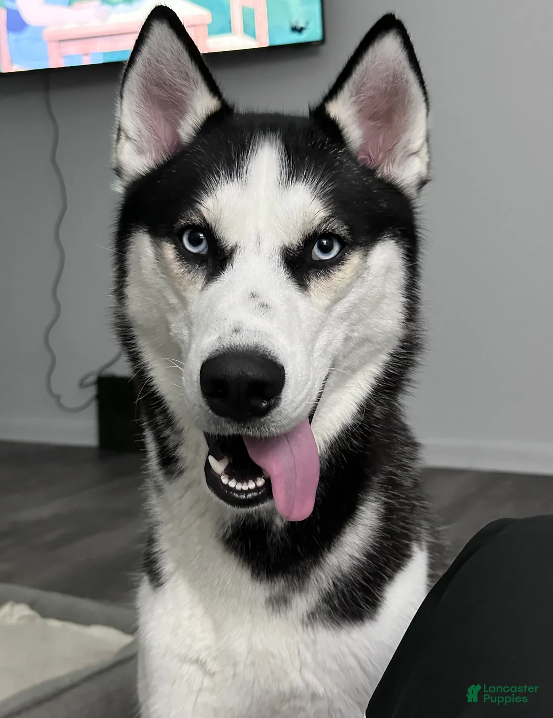 Siberian Husky dogs for sale: Siberian Husky Puppy 1 - Ad 4