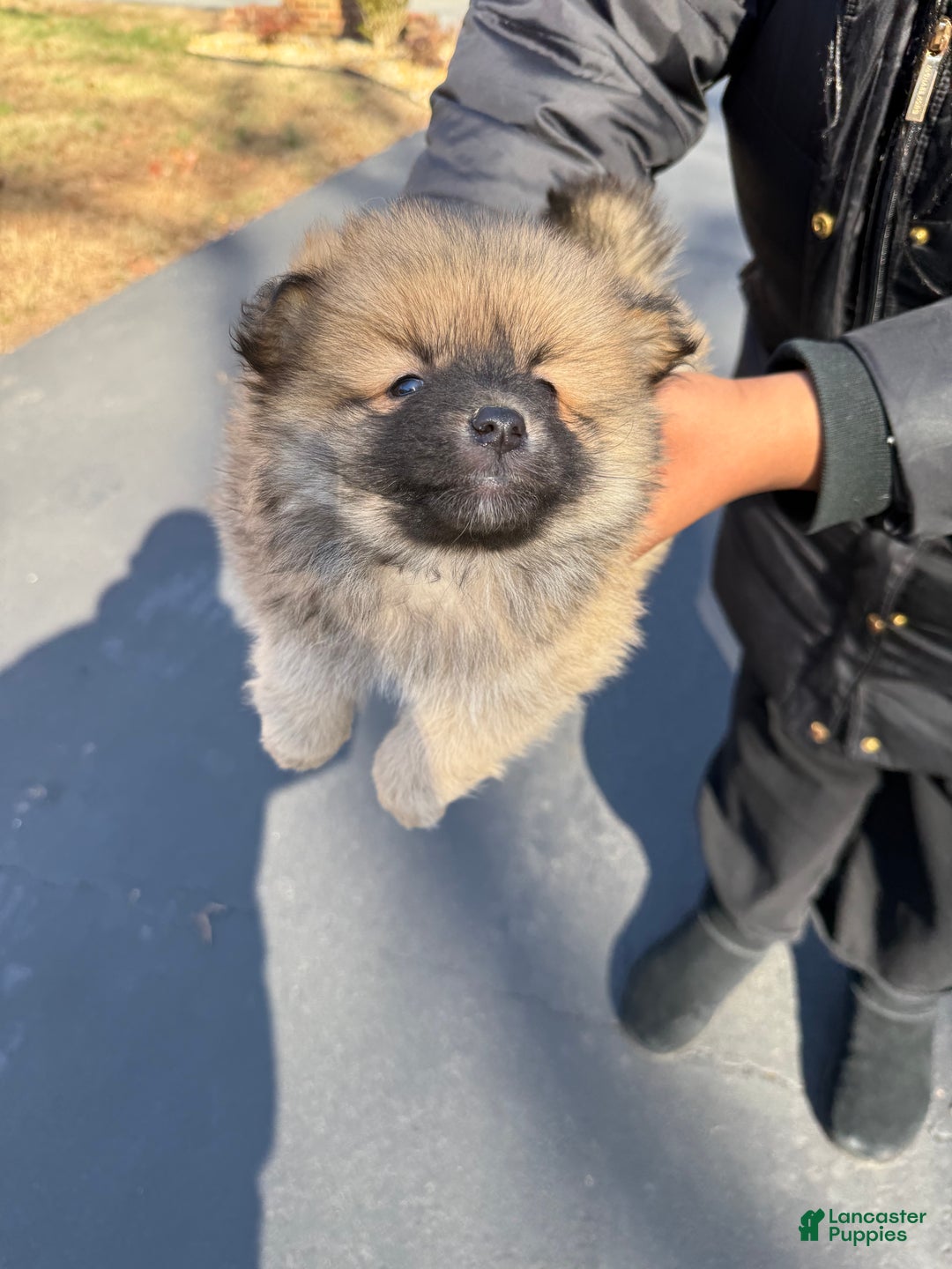 Pomeranian dogs for sale: Pomeranian Puppy 1 - Ad 2