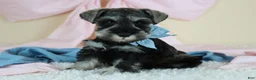 Miniature Schnauzer dogs for sale: Robbie | Miniature Schnauzer  - Ad 7