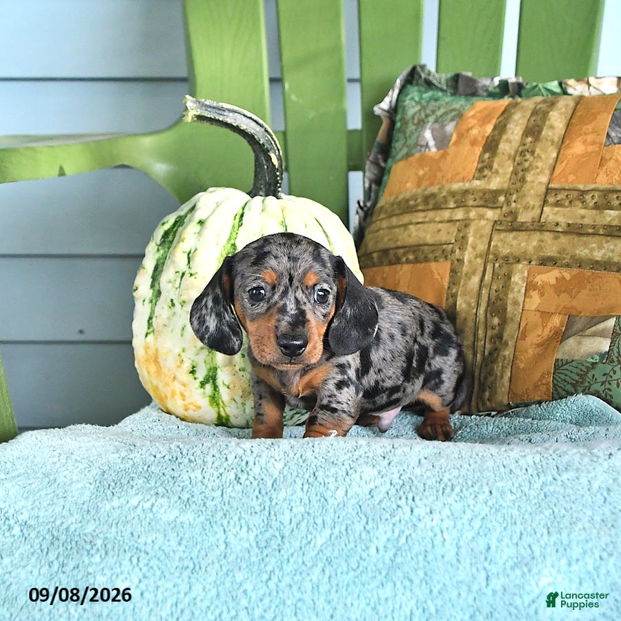 Miniature Dachshund dogs Jenson - Ad 2