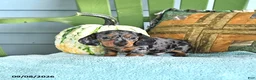 Miniature Dachshund dogs for sale: Jenson - Ad 2