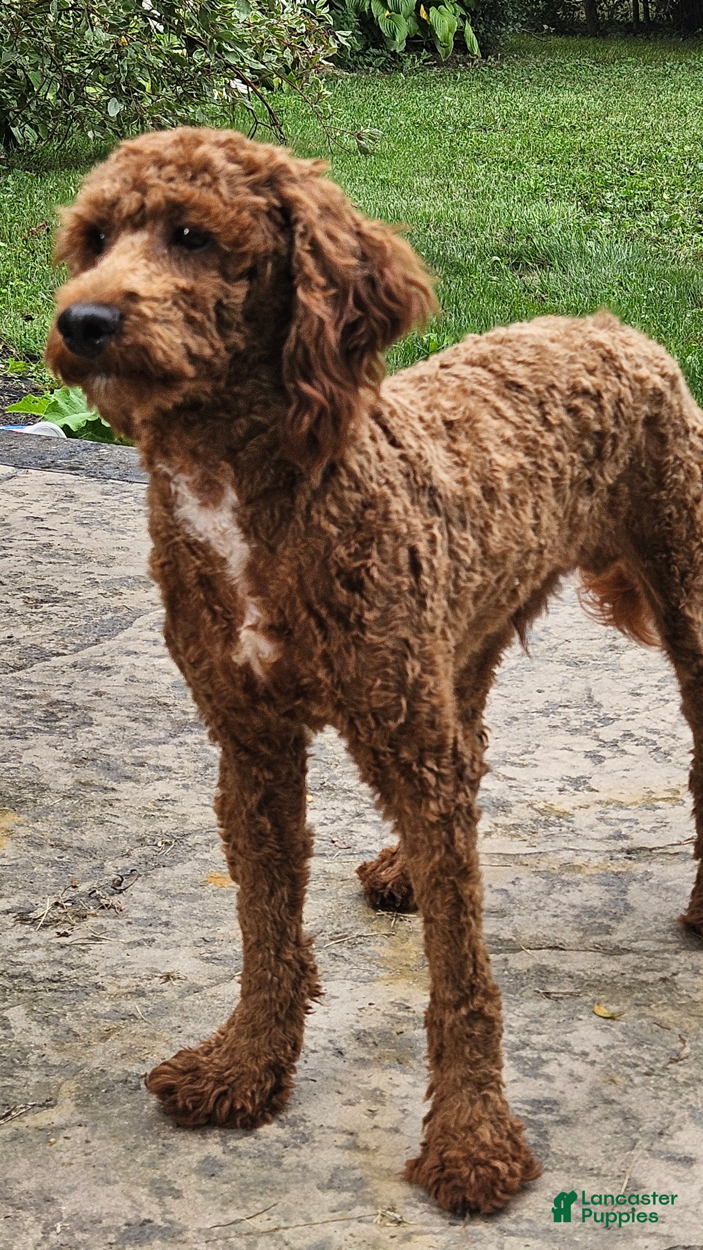 Toy Poodle dogs Jack - Ad 1