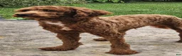 Toy Poodle dogs for sale: Jack - Ad 1
