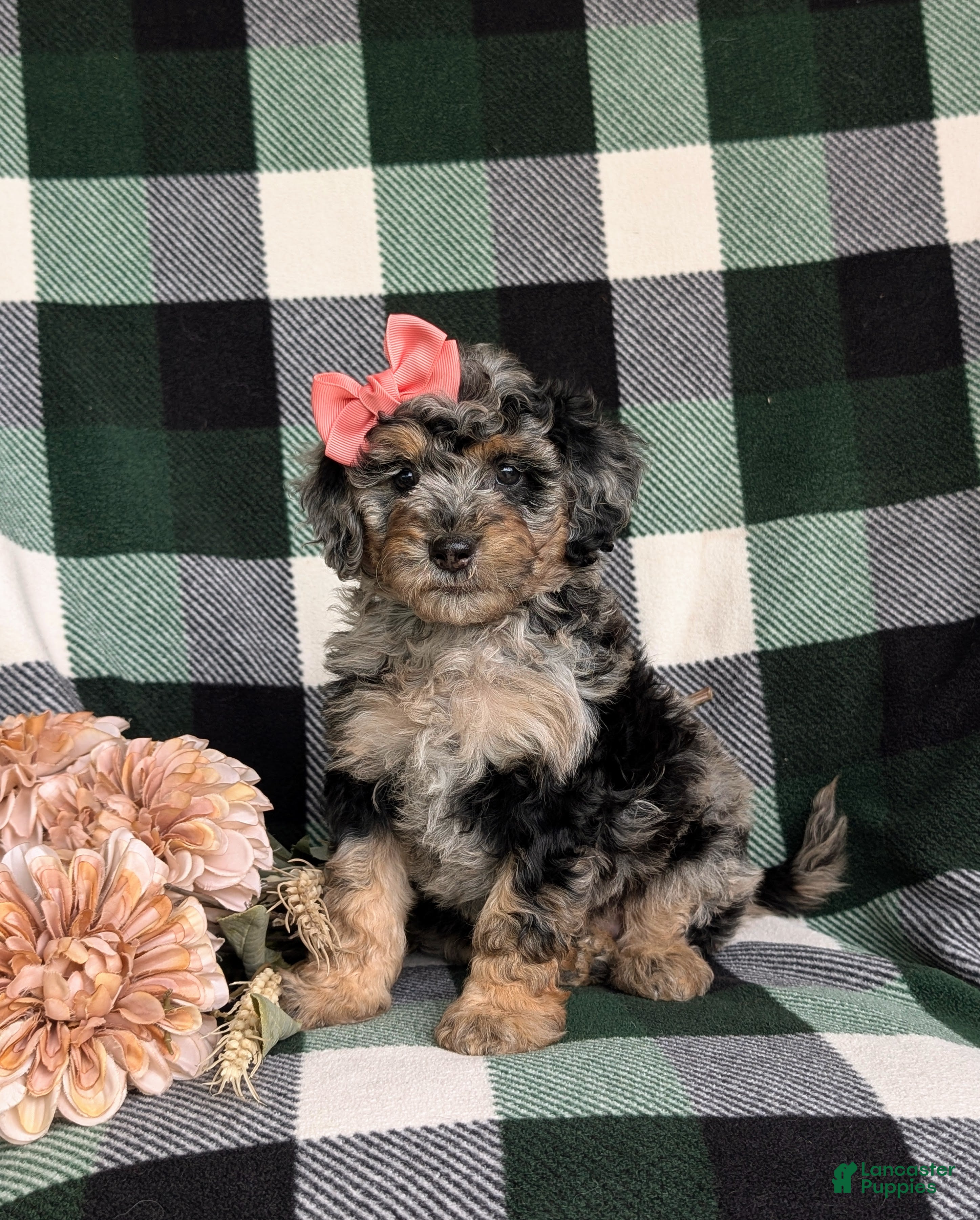 Mini Bernedoodle dogs Sadie Hypoallergenic - Ad 2