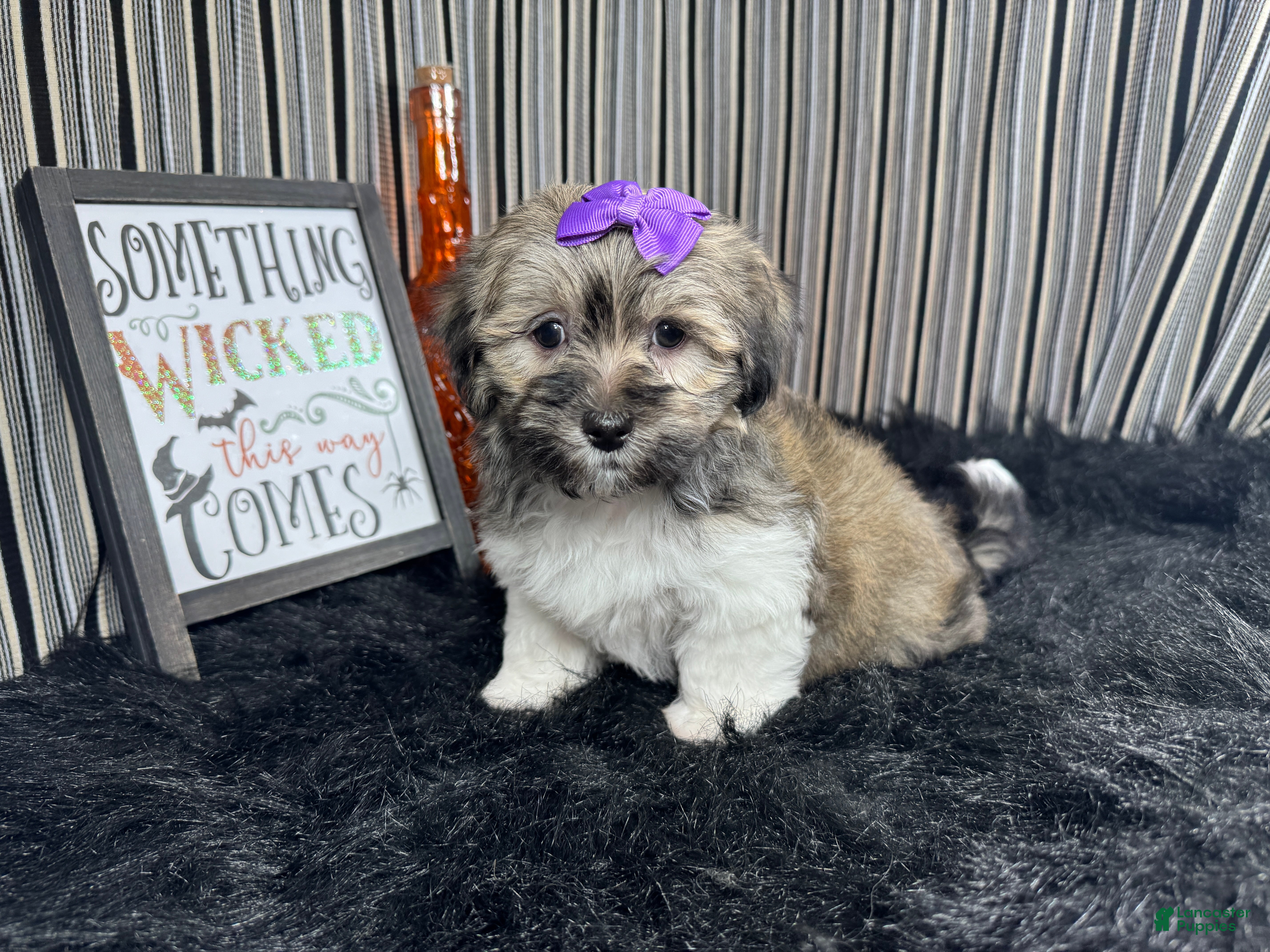 Havanese