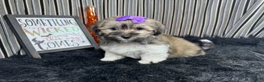Havanese 3