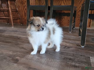 Pomeranian dogs - Ad 27