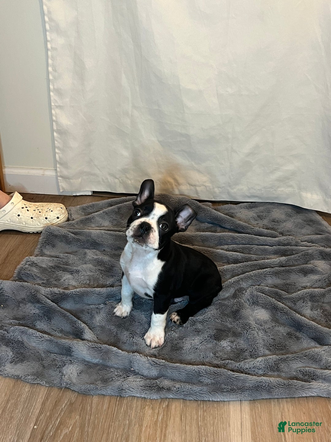 Boston Terrier dogs for sale: Echo - Ad 1