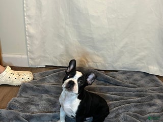 Boston Terrier dogs for sale: Echo - Ad 1