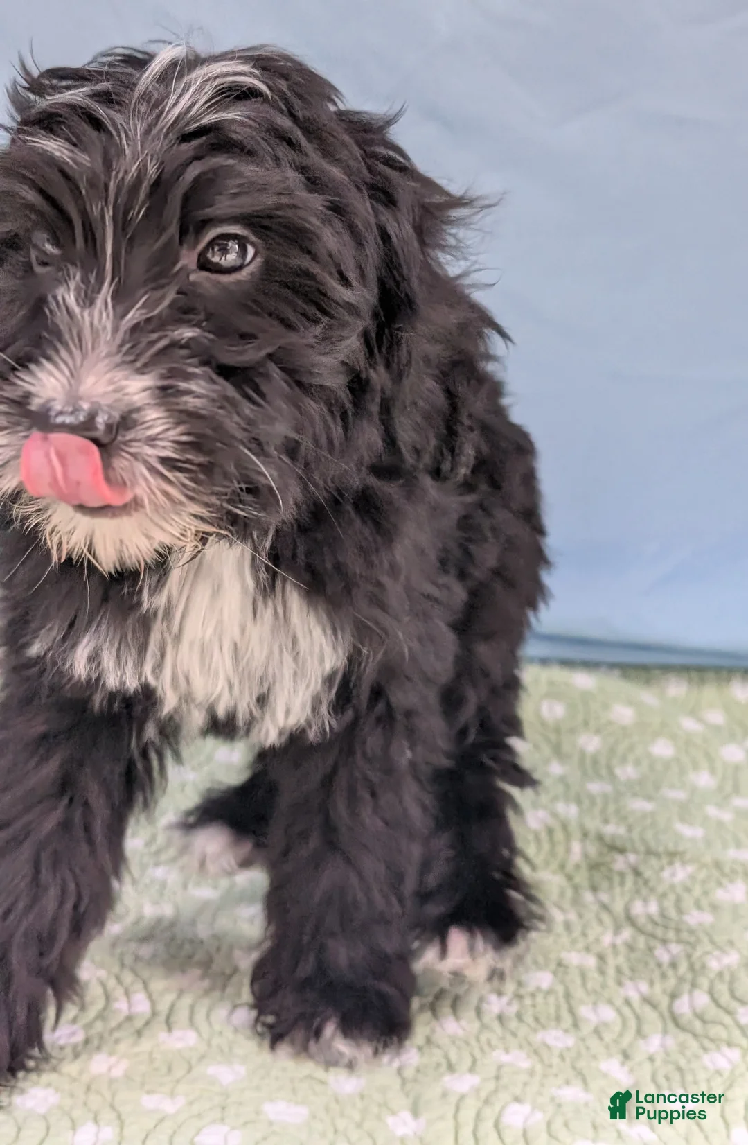 Mixed Breed dogs for sale: Bad Bunny - Ad 6