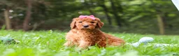 Goldendoodle dogs for sale: Kylie - Ad 6