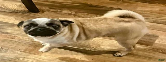 Gizmo