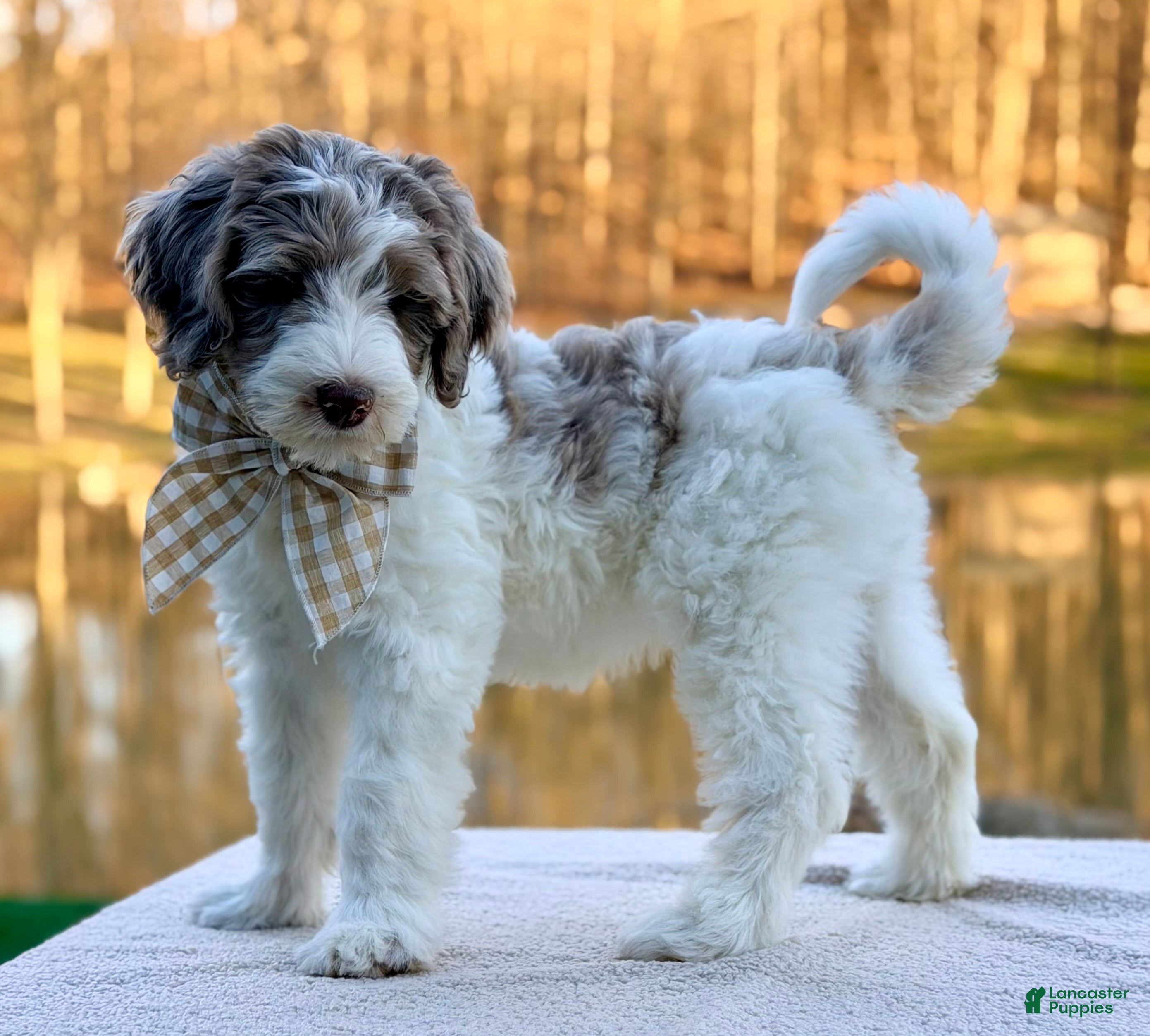 Bernedoodle dogs Praise  - Ad 2