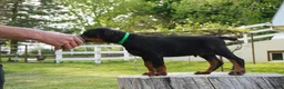 Doberman Pinscher dogs for sale: Macho - Ad 3