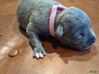 Mixed Breed dogs Mixed Breed Puppy 6 - Ad 20