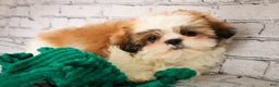 Shih Tzu dogs for sale: Bud - Ad 4