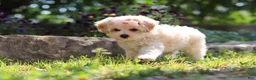 Maltipoo dogs for sale: Penny - Ad 7